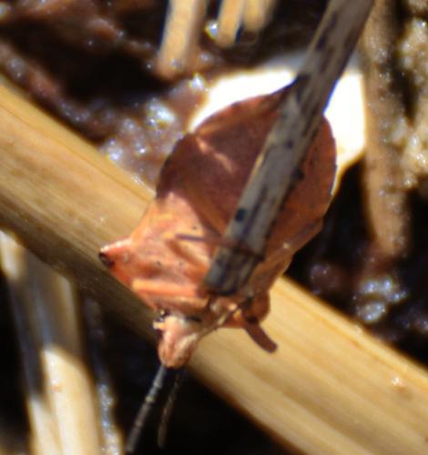 Carpocoris fuscispinus